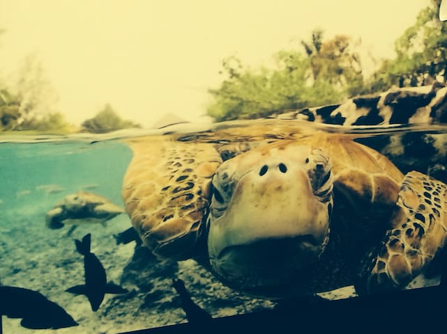 Perfect Landing for You on Maui! Aloha is Real!!