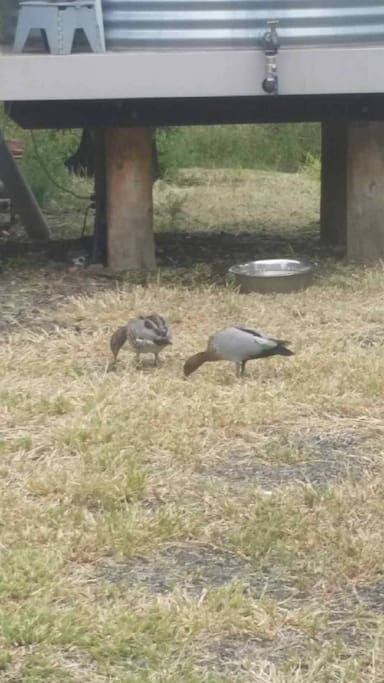 Wildlife visitors in the front yard