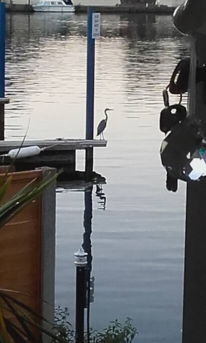 At Dawn a regular visitor!