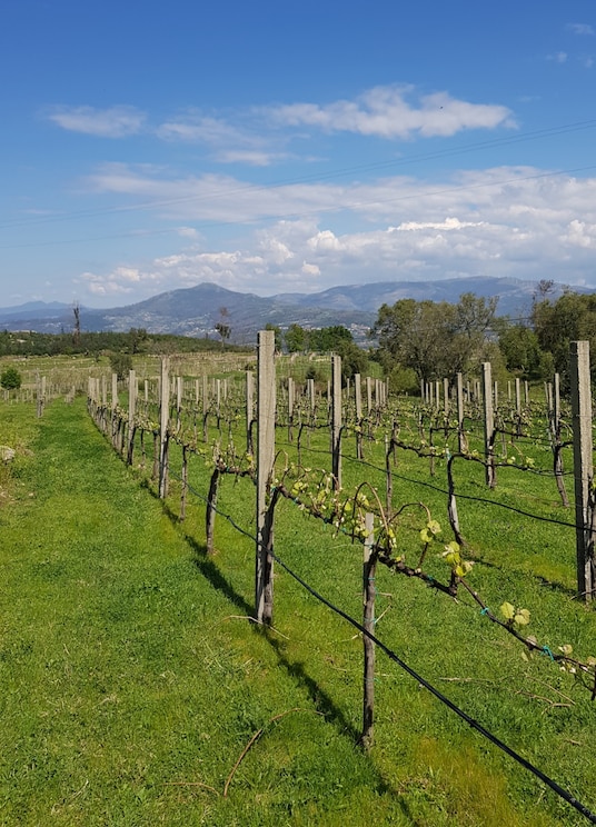 Show full-screen, host-provided image