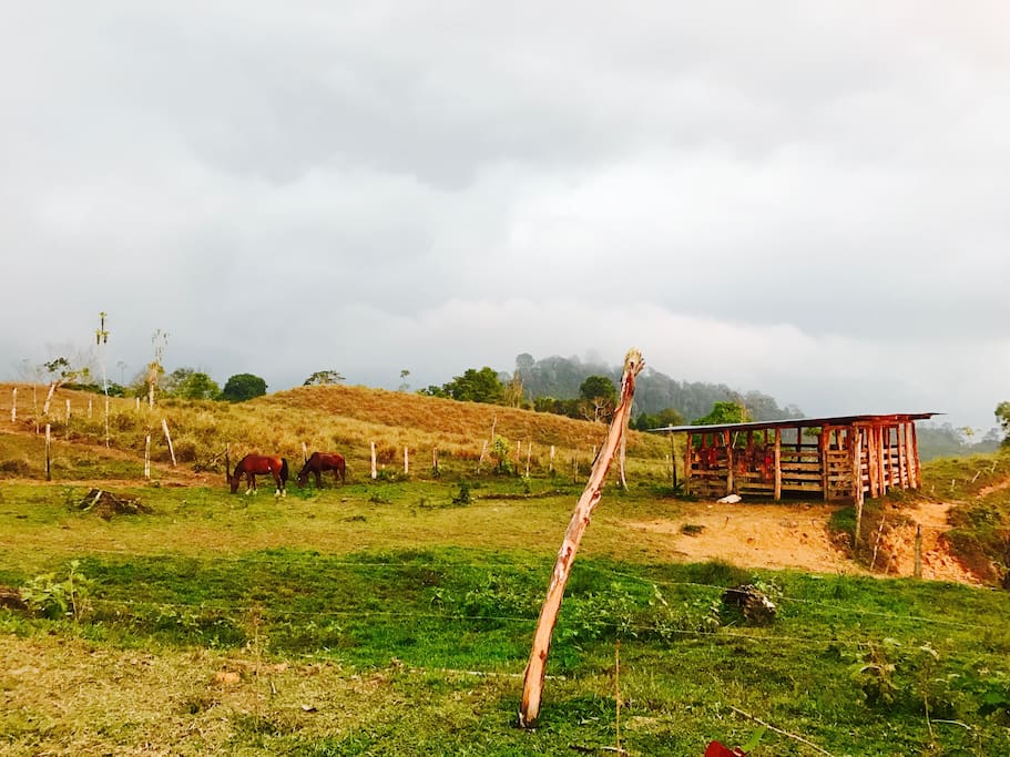 Cows and horses at the property 3800sq meters