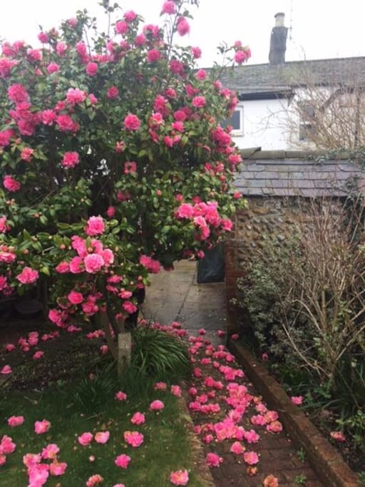 View down the garden