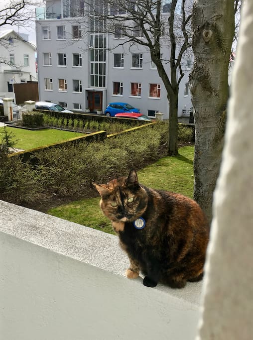 Freyja, the cat, might come by to visit you. But if you want a cat free stay I can make sure she doesn't get into the apartment.