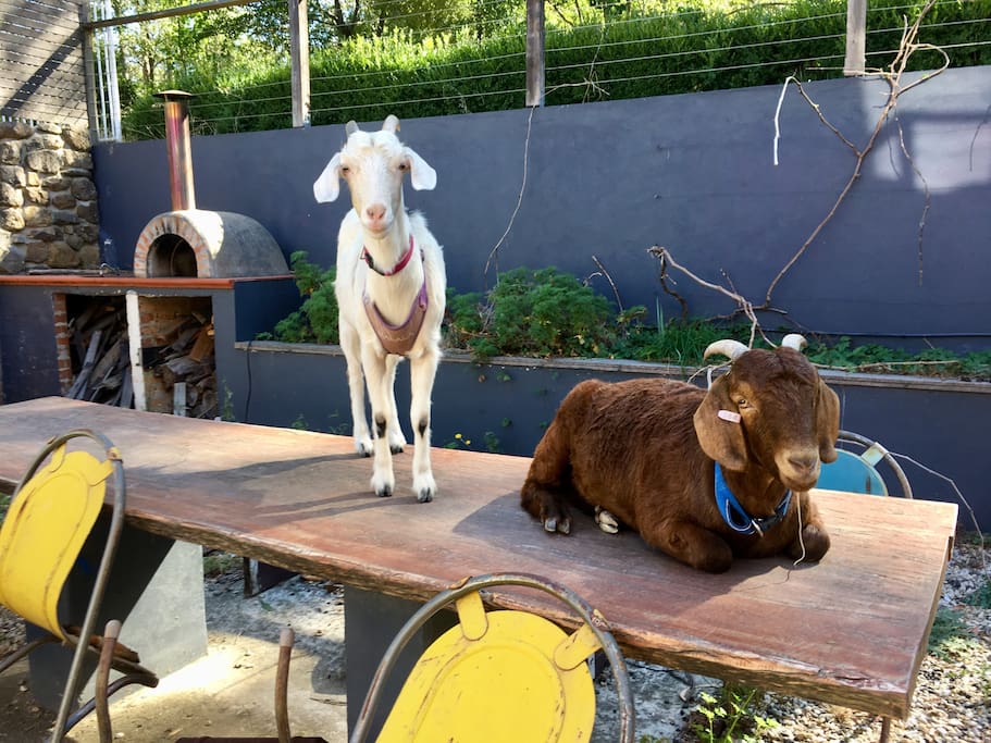 Our goats Malala (left) and Harry. They’re very friendly and love meeting people, although Harry can be a little shy at first.