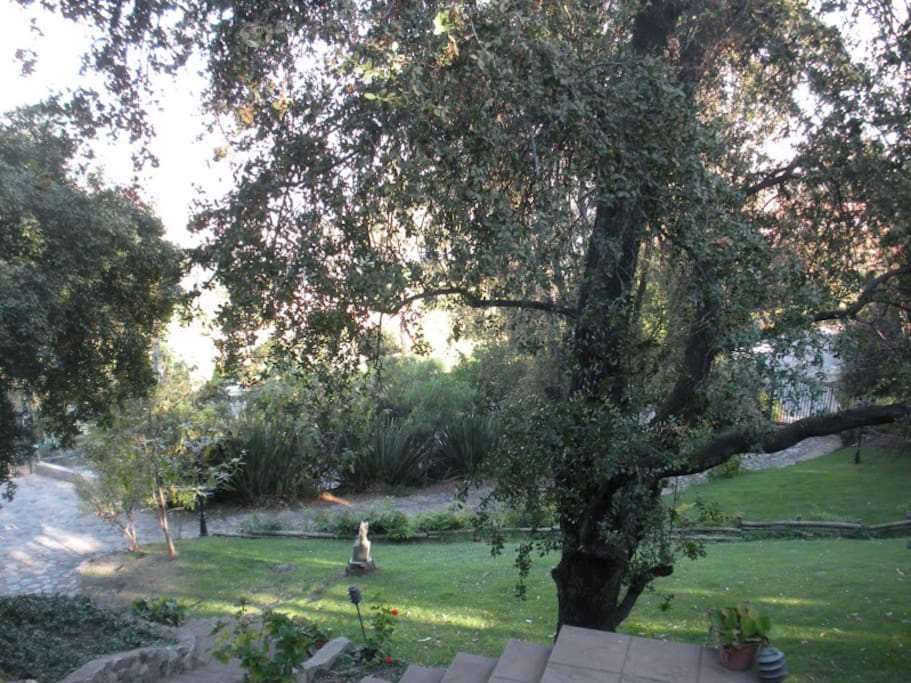 Garden with native Chilean trees (Quillay)