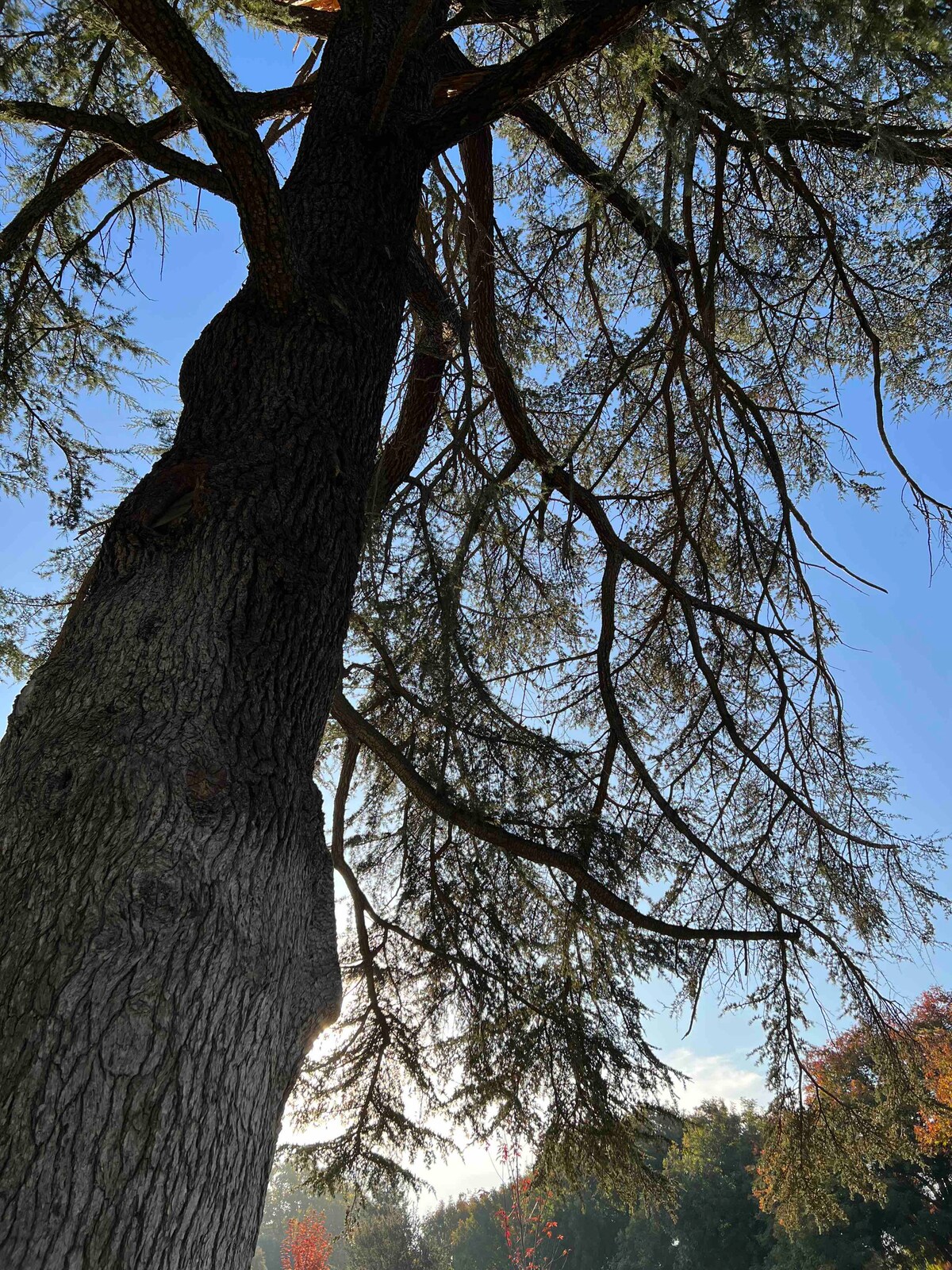 A large tree is depicted from a low angle, revealing its textured bark and extensive branches extending outward. The bright blue sky is visible in the background, while sunlight filters through the tree's foliage, creating a serene natural setting.
