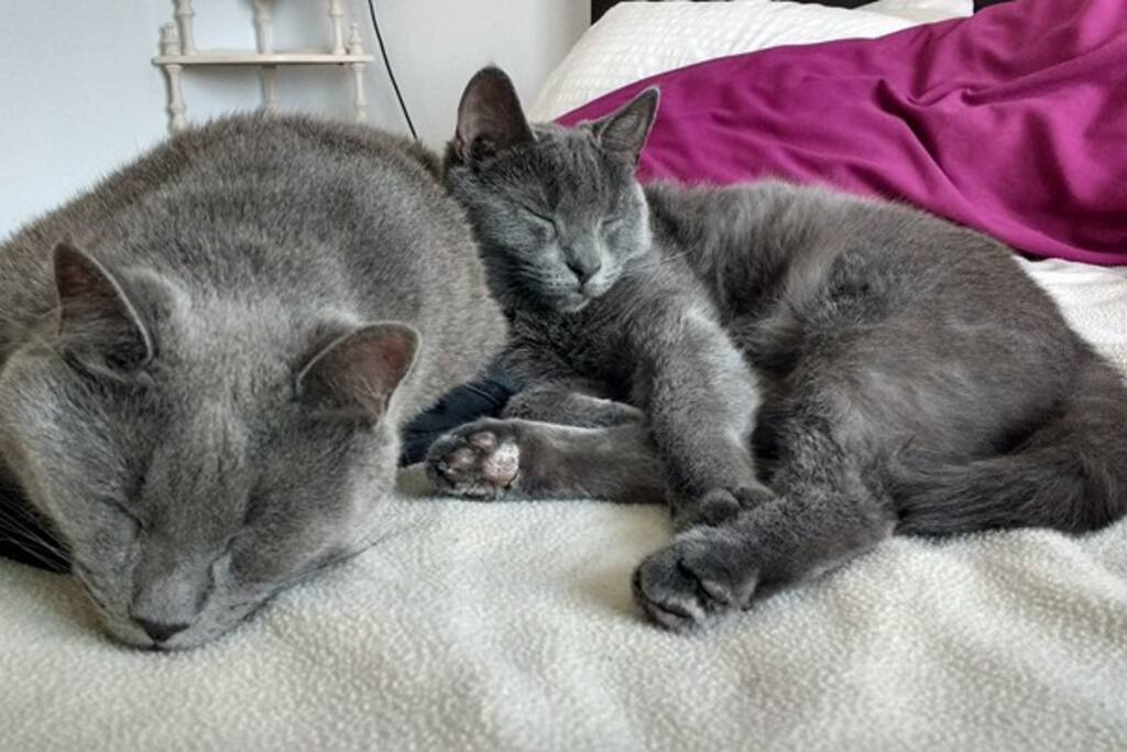 Deux chats habitent la maison.