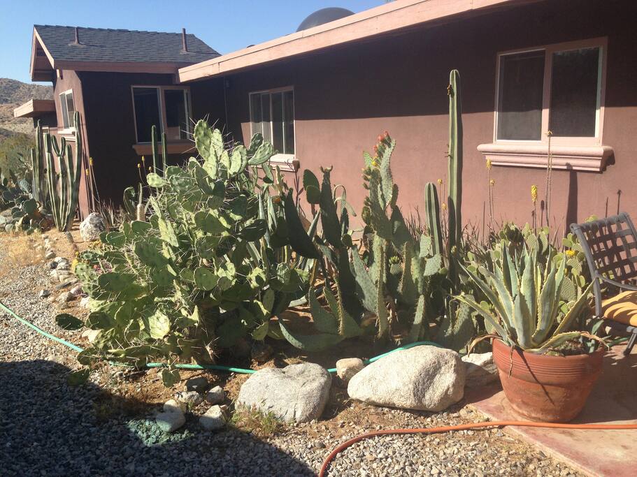 Cacti garden