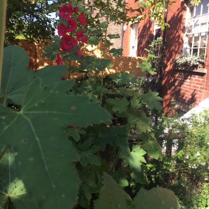 Our cottage garden