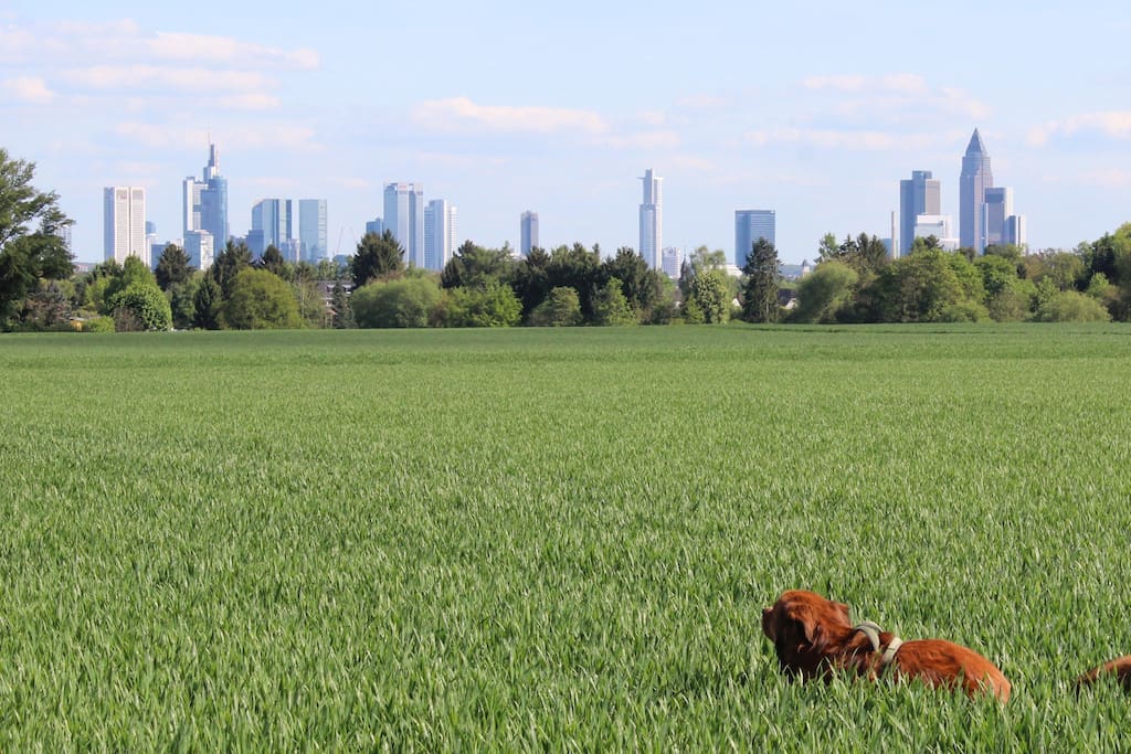 Blick vom Kornfeld auf Frankfurt-Skyline