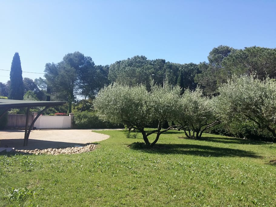 grand jardin d'oliviers