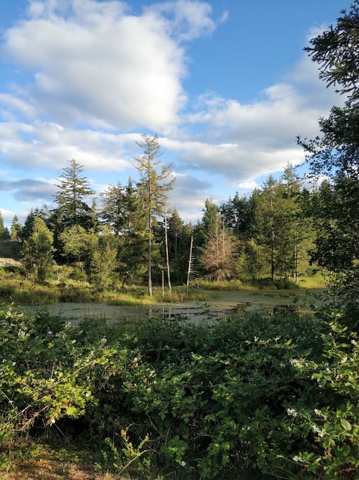 The wetland park nearby