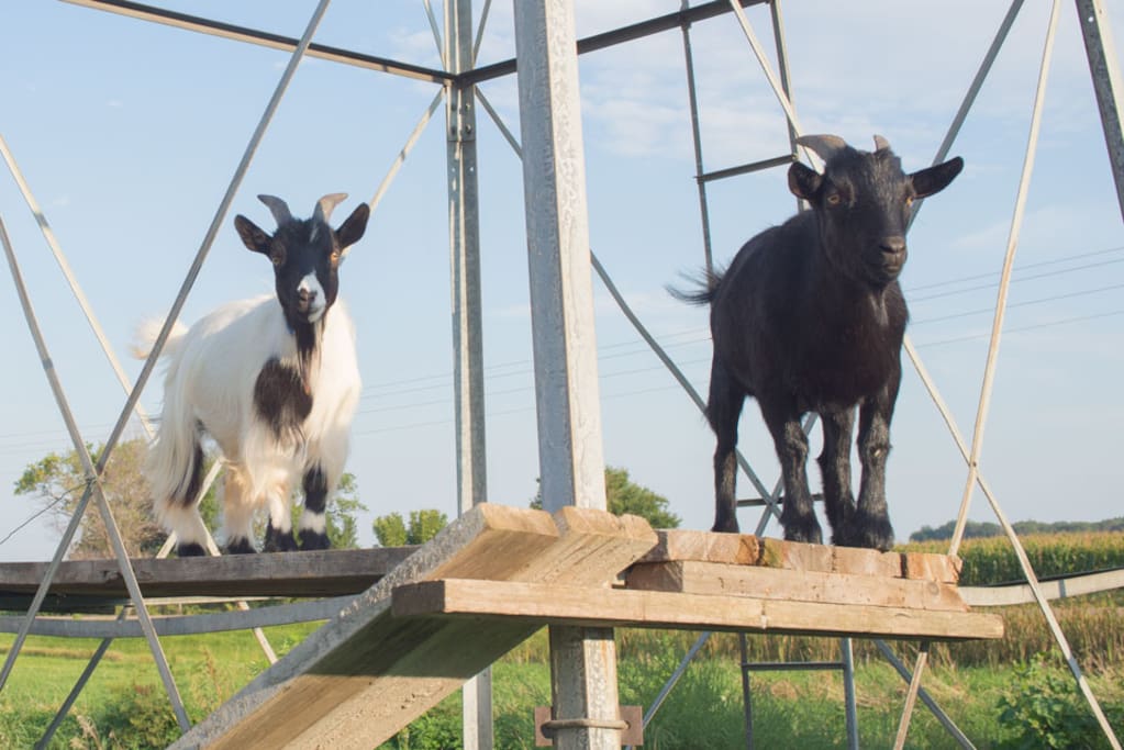 Lars and Charlie live in the barn nearby.