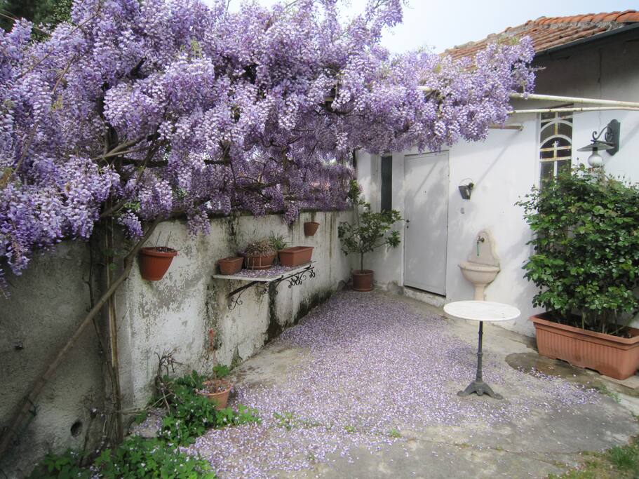 Pergolato con glicine