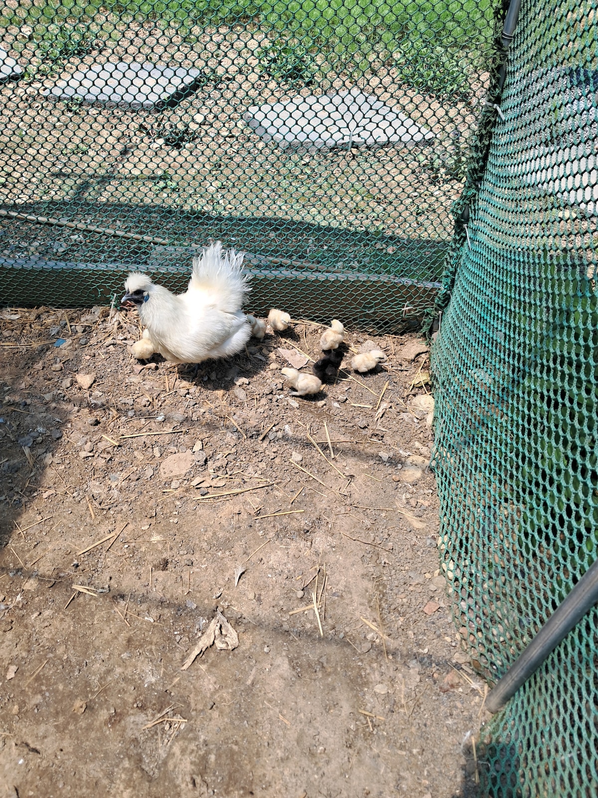 A hen sits on the ground near a green netting enclosure, accompanied by several fluffy chicks in various colors. The surrounding area appears natural with dirt and scattered straw, providing a glimpse into a peaceful outdoor setting.