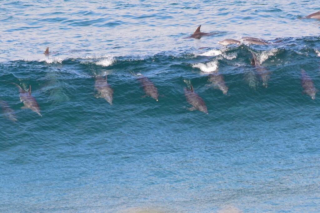 Dolphins views from the pool deck