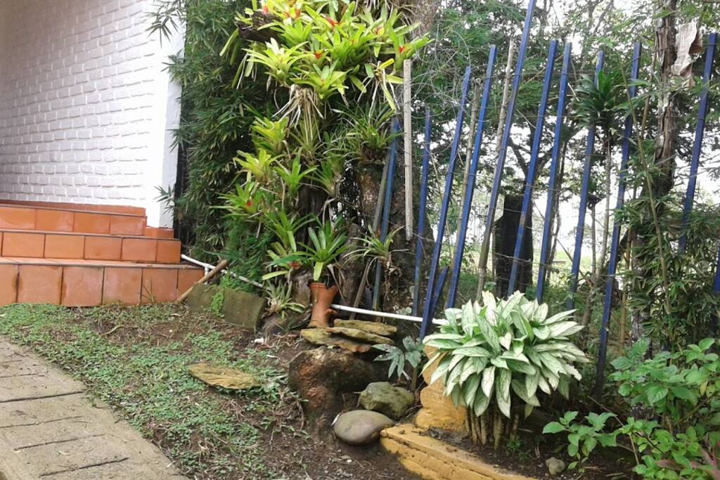 Jardin del acceso a la casa.