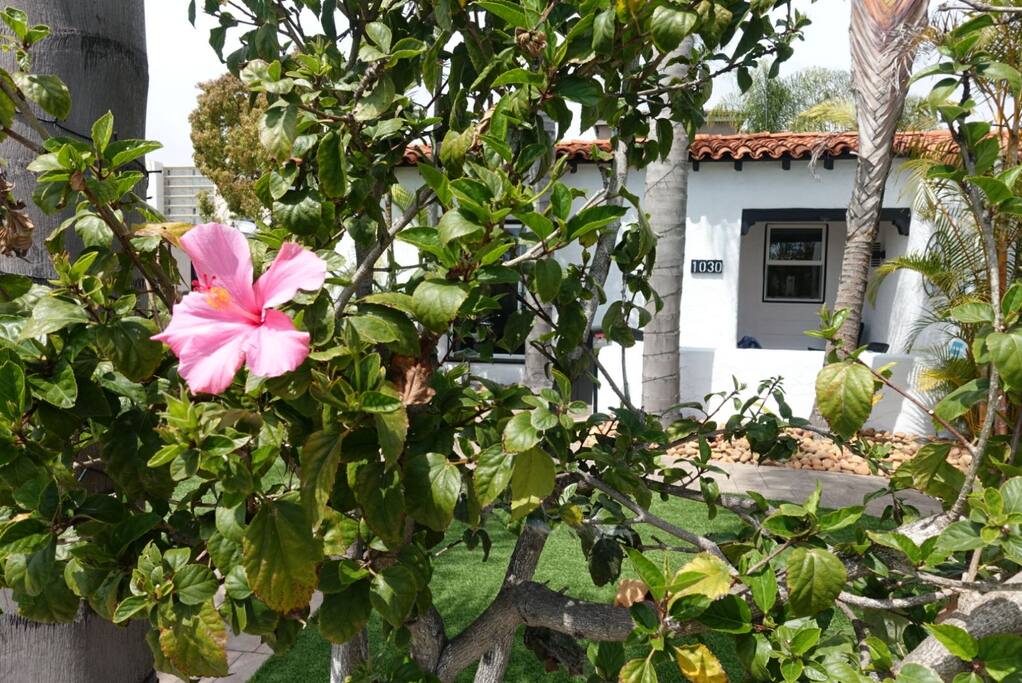 Front yard