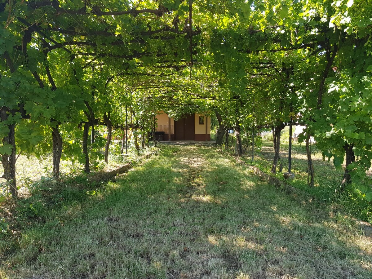 A lush pathway is framed by a canopy of grapevines, leading to a structure partially visible in the background. The ground is covered in grass, and dappled sunlight filters through the vine leaves, creating a serene environment.
