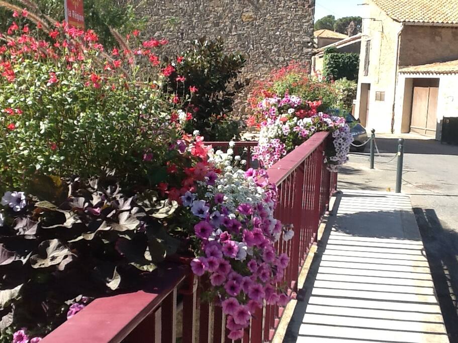 Flowers of Mailhac