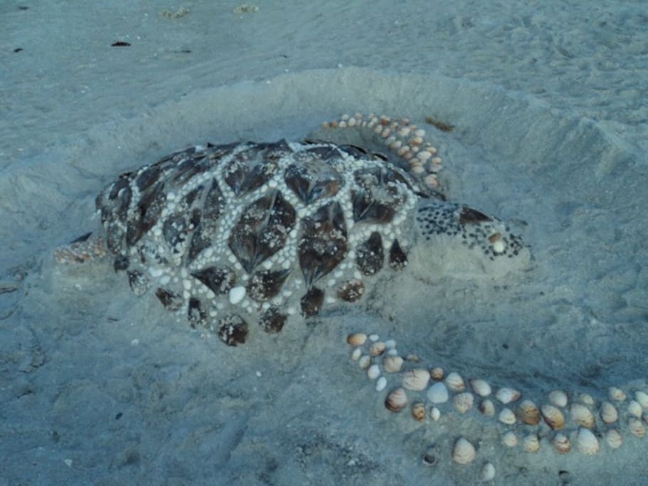 Found upon a sunset walk right next to the artful mermaid sand sculpture.