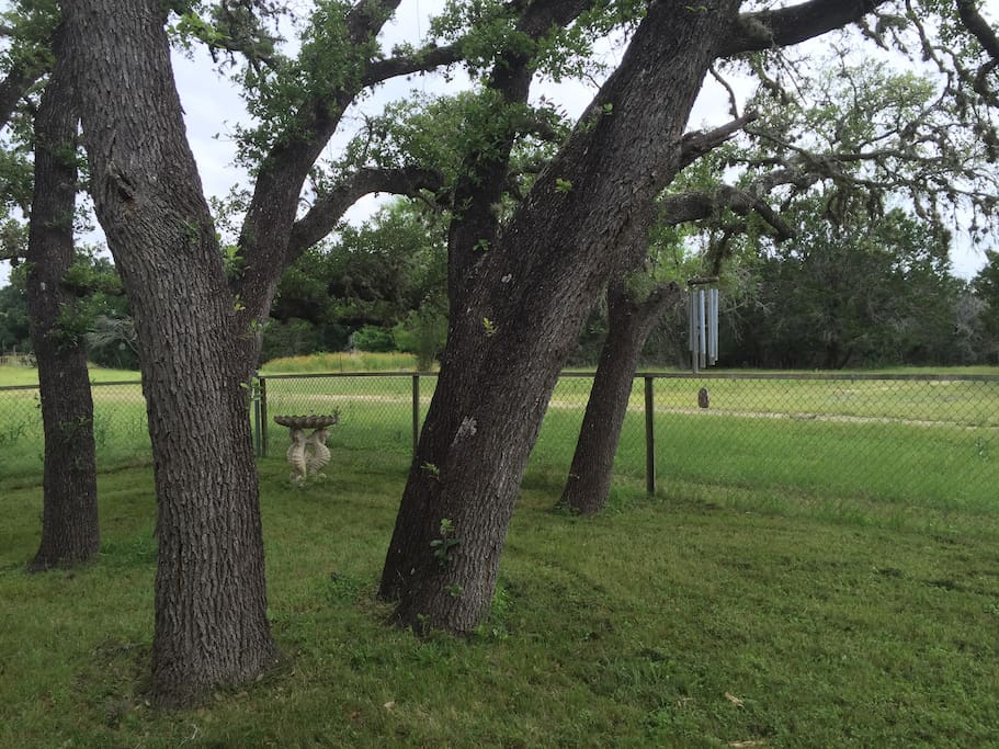 Shady fenced backyard for fido, barbecues, birdwatching