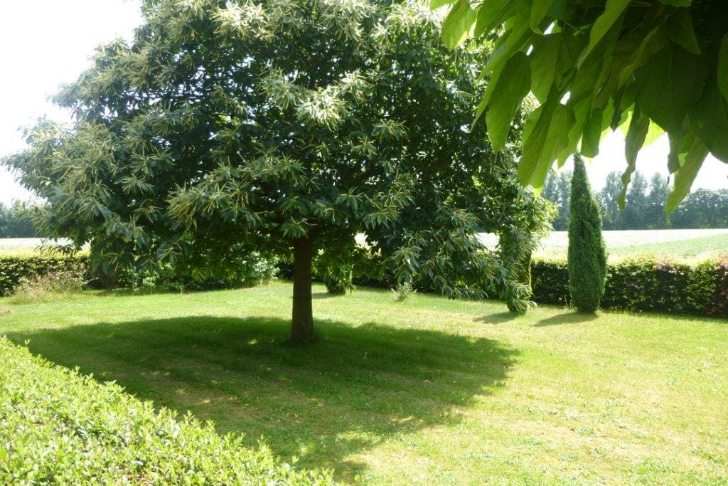 Garden behind the house with chestnut tree