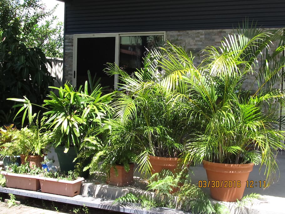 Tropical Gardens
Create the Privacy