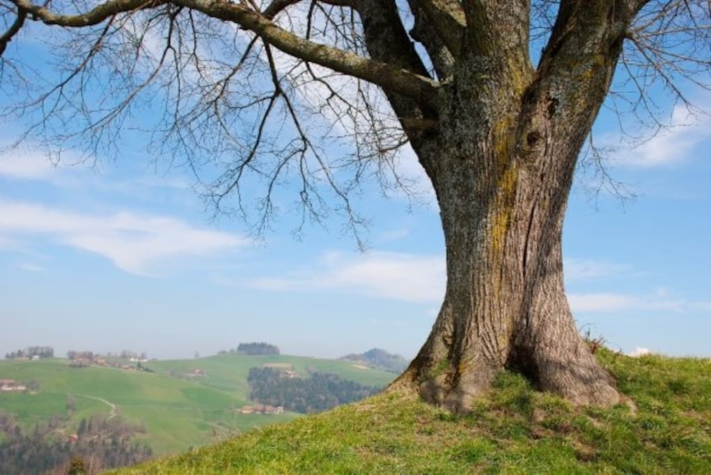 Bring your own camper, tent or vehicle or stay in our traditional appartement.