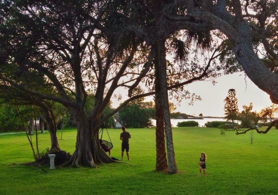 Back yard