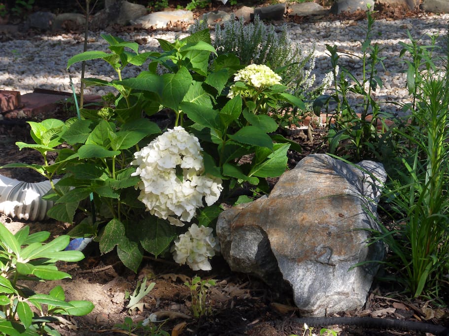 Flowers in front of house