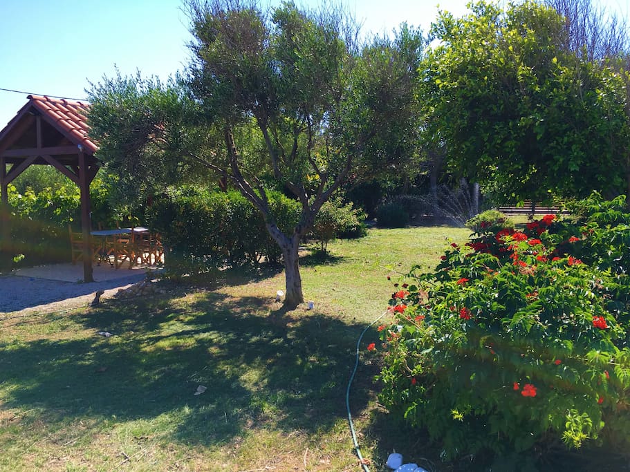 Our 1000 sqm garden.