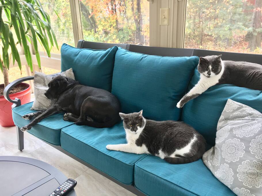 Your furry hosts... Gus (dog) Cinco & DeMayo (cats)