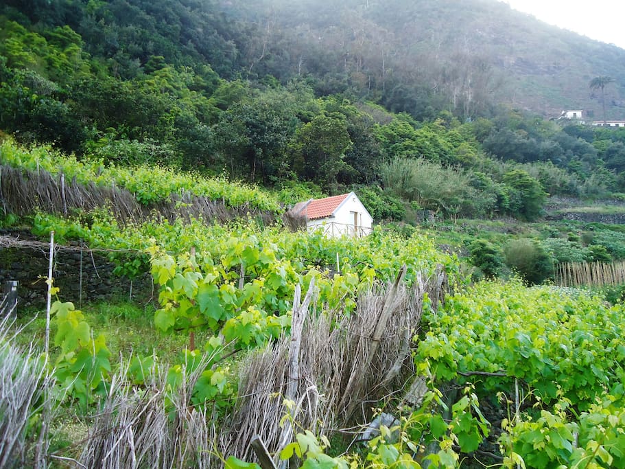 Vistas do Palheiro rodeado pelas vinhas