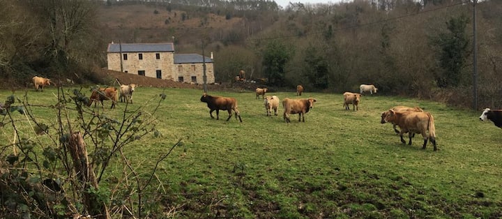 Casa Rural En Lugo. En Medio De La Naturaleza. - Galicia