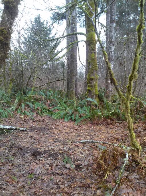 Secluded Spot nestled in the woods