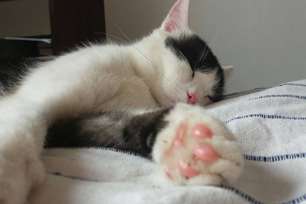 my cat Papája