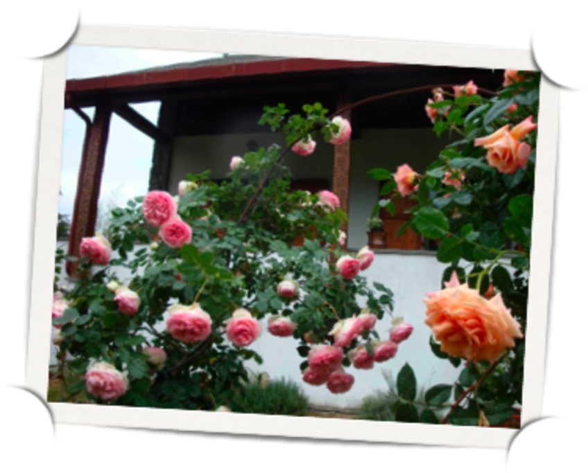 Esterno casa con rose fiorite