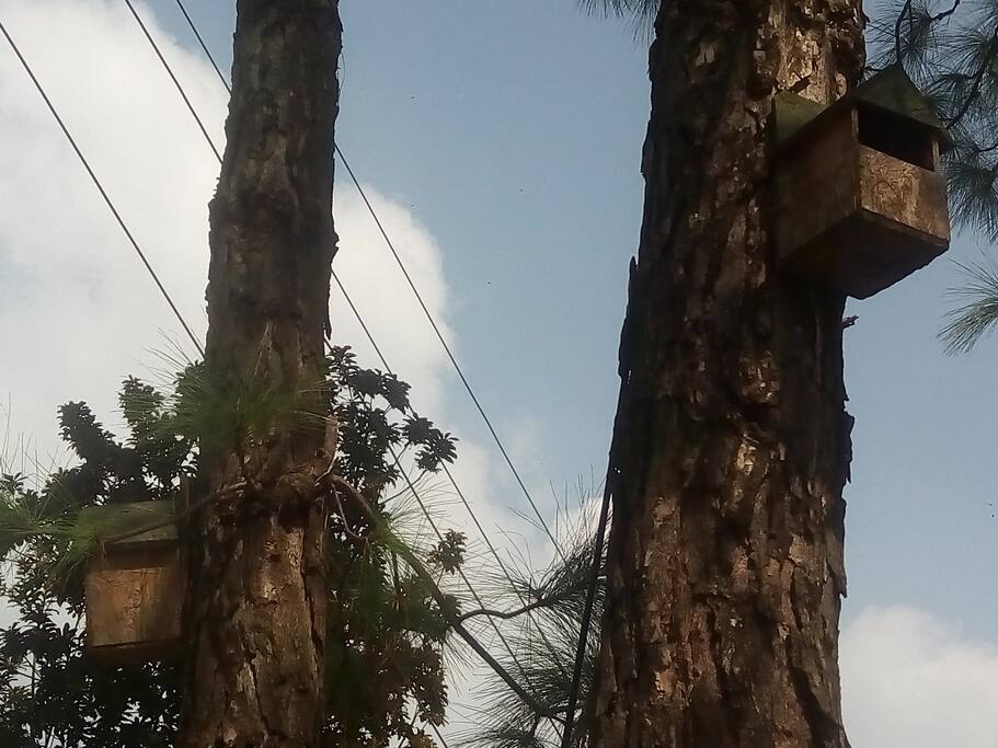 Hey..We have accommodation for birds too :)