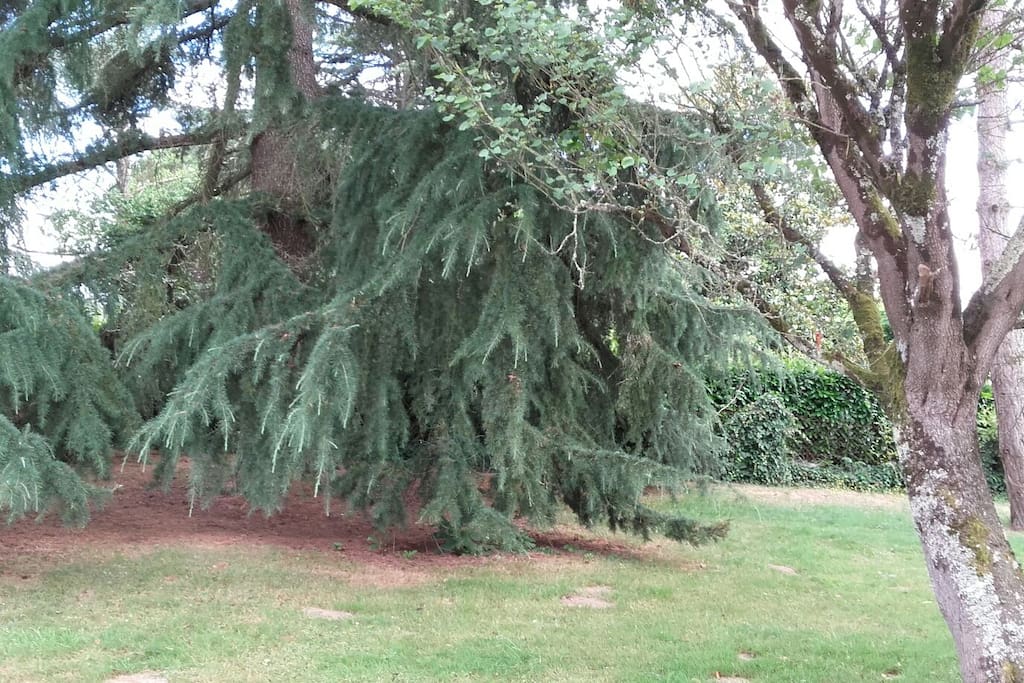 Jardin