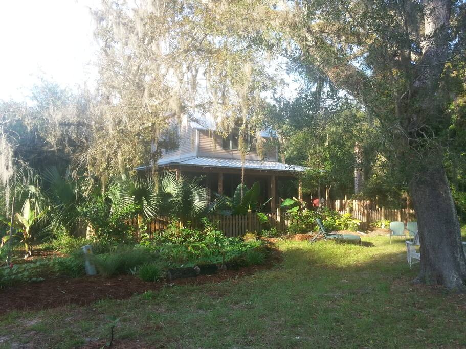 seven huge live oaks spill spanish moss into the view from the front porch