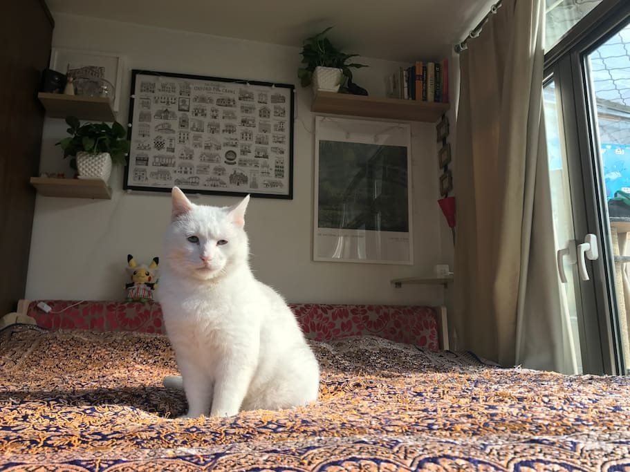房间里有猫,有时候会在您床上睡;cats in home, sometimes sleep in your bed.