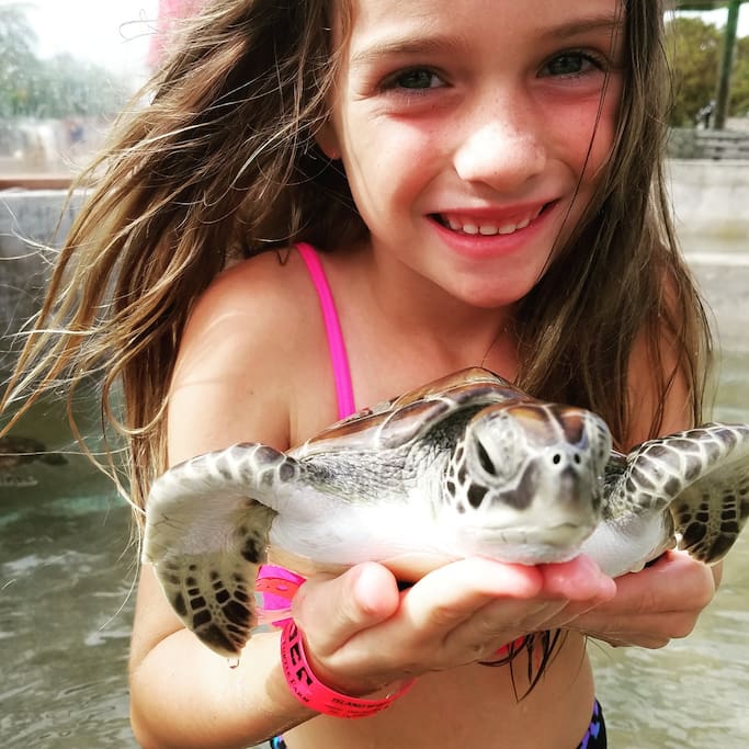 Interact with the turtles at the Turtle Farm