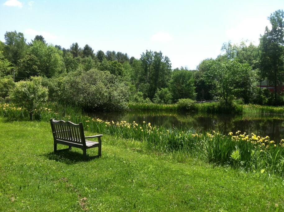 Pond