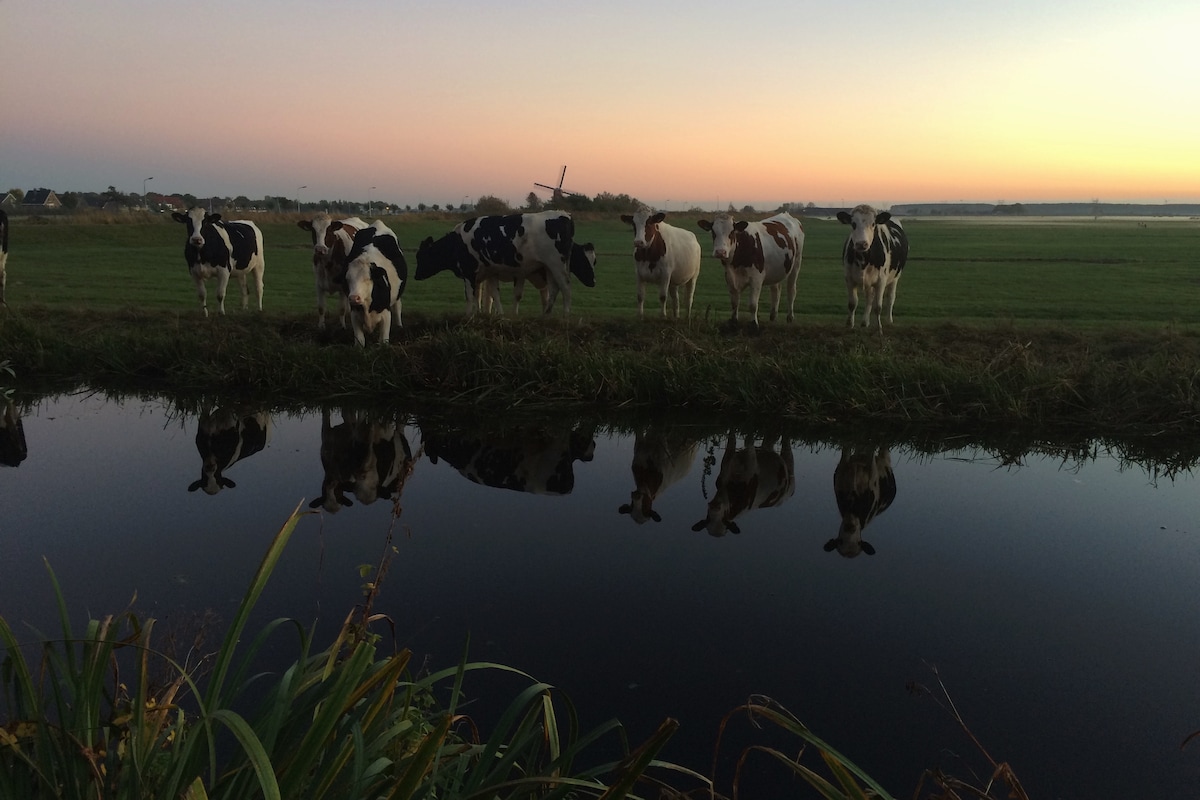 A serene landscape features a group of cows grazing near a calm canal, their reflections visible in the water. The background showcases a sunset with soft hues and a distant windmill, surrounded by green fields.