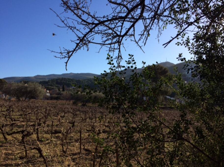 les vignes en bordure de maison