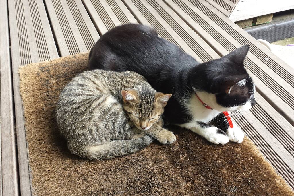 mimichat et Lucien les compagnons de la maison.