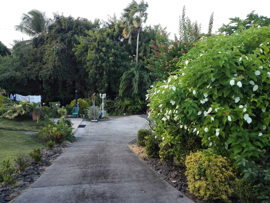 jardin tropical