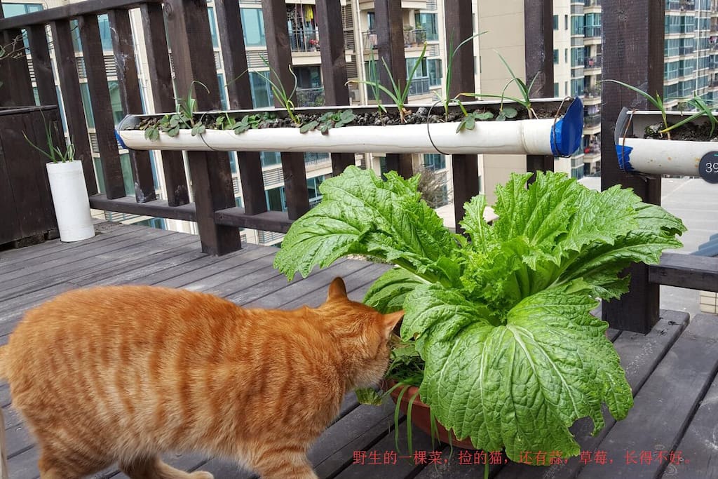 自己从土里长出来的一棵青菜,还有我的禅虎。