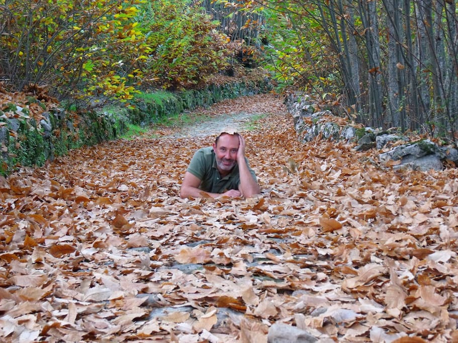 Lying on chestnut leaves